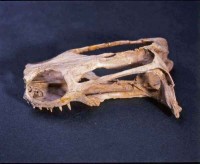 Schädel eines kleinen Bastardsauriers (Cymatosaurus minor)